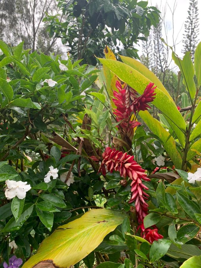 Le Nirvana - Oasis De Tendea - Farino Exteriör bild
